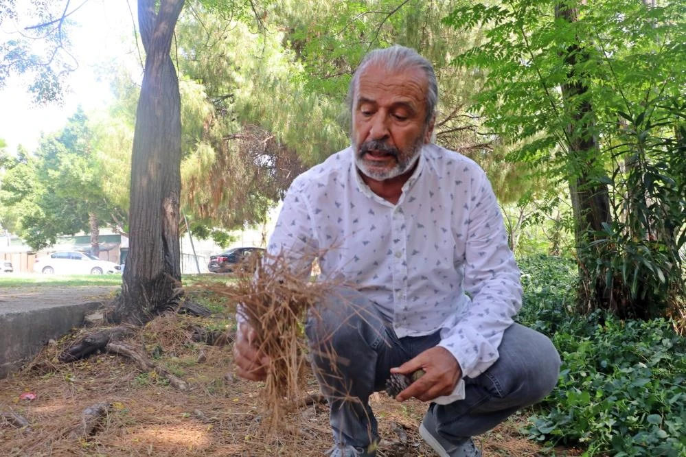 Manavgat yangını neden uzun sürdü? Yangın ekolojisi uzmanı açıkladı