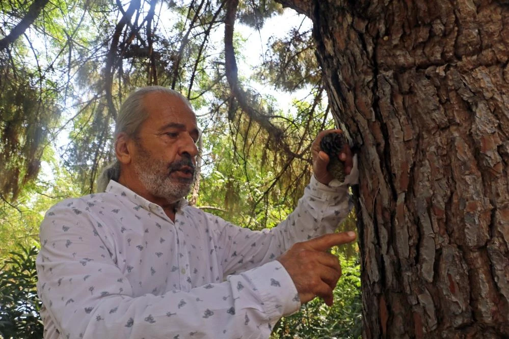 Manavgat yangını neden uzun sürdü? Yangın ekolojisi uzmanı açıkladı