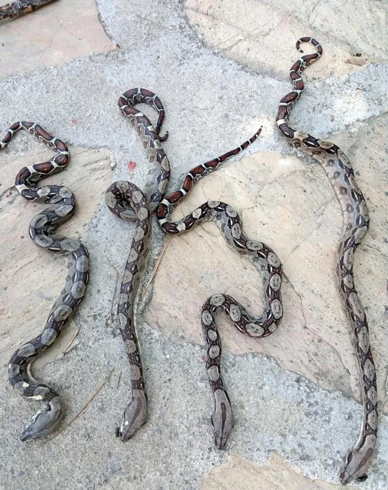 Otobüsle şehir dışına çıkarılmak istenen yavru pitonlar havasızlıktan öldü