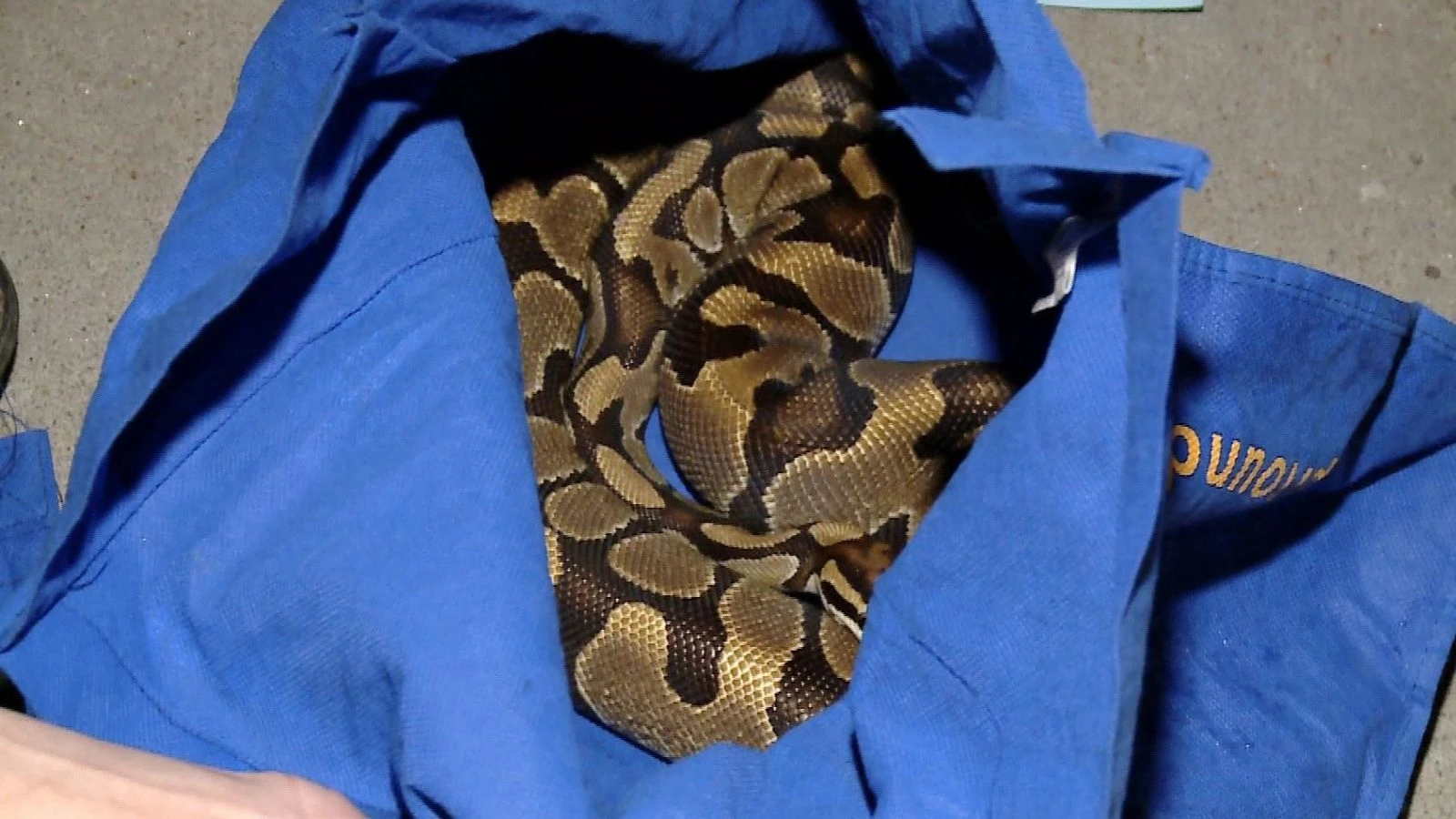 Kanada'da kanalizasyonda bulunan pitonun gerçek sahibi aranıyor