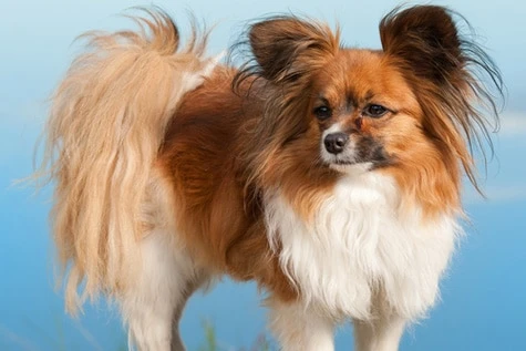 Dünyanın En Küçük Köpek Cinsleri