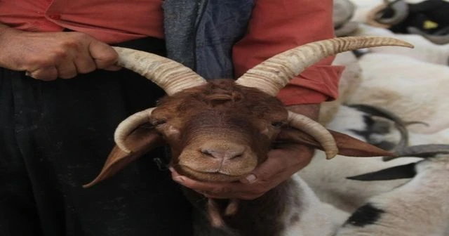 4 boynuzlu koç, pazarın ilgi odağı oldu