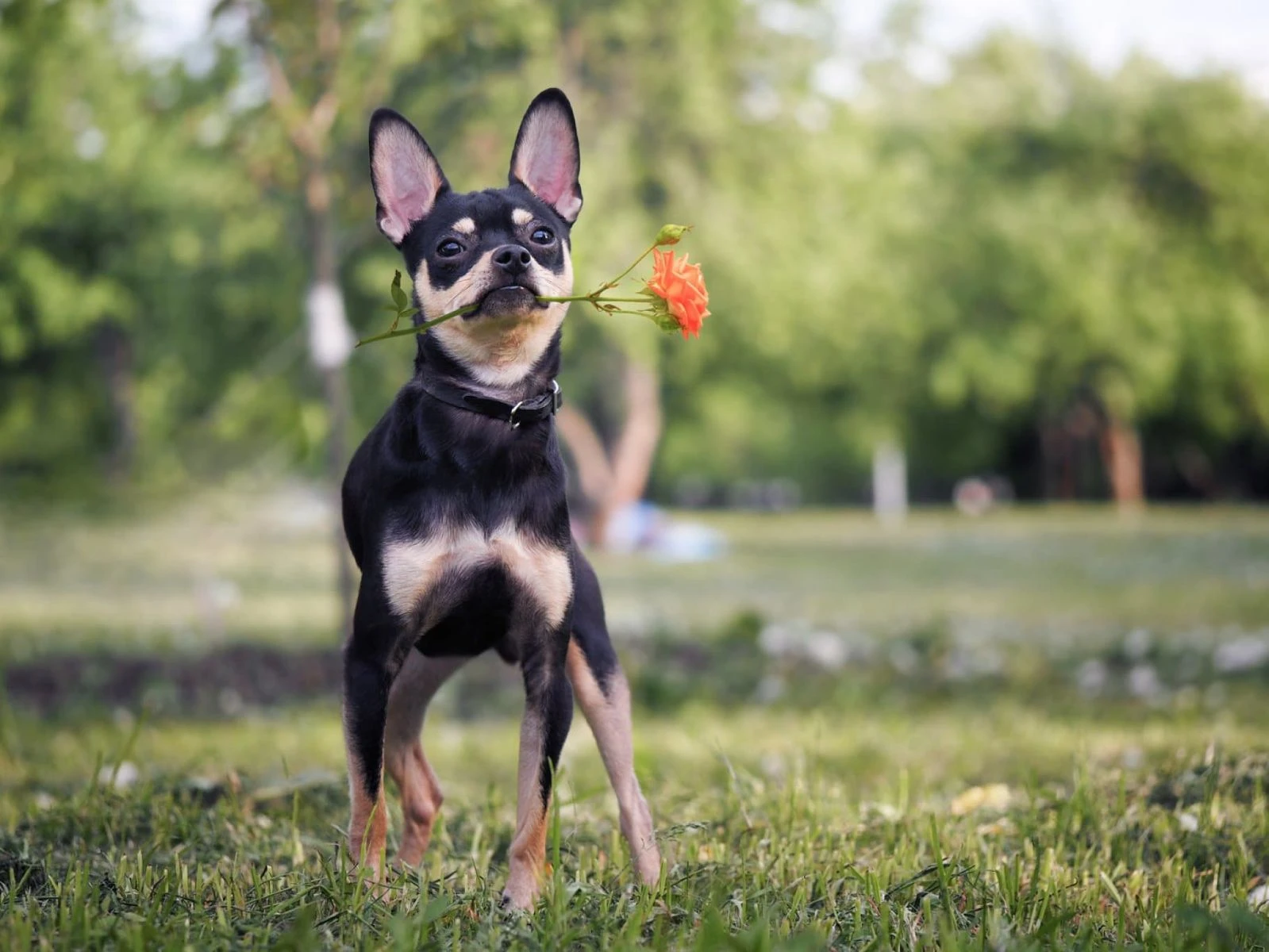 Dünyanın En Küçük Köpek Cinsleri