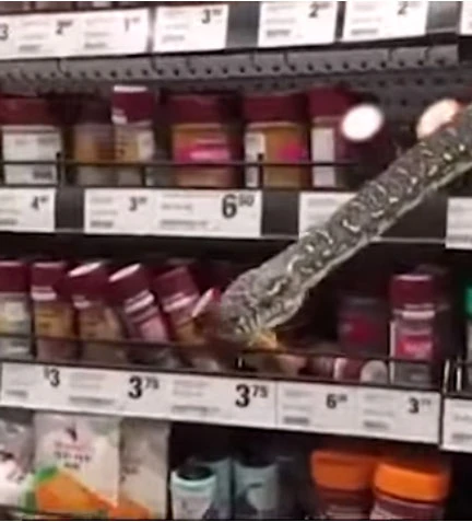 3 metrelik piton alışveriş raflarının arasından böyle çıktı