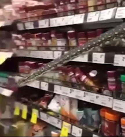 3 metrelik piton alışveriş raflarının arasından böyle çıktı