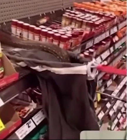 3 metrelik piton alışveriş raflarının arasından böyle çıktı