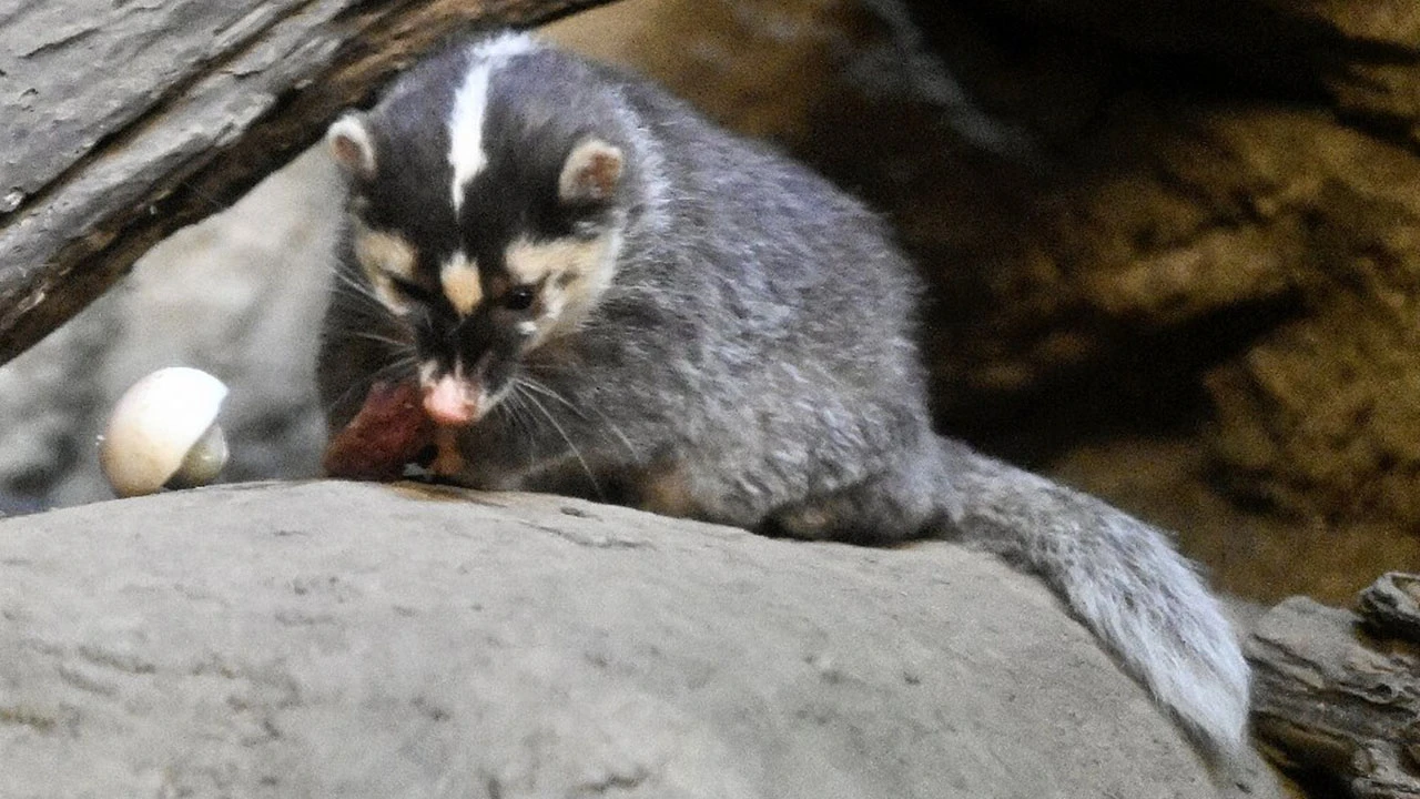 Aç kalan porsuk, Roma dönemine ait hazineyi ortaya çıkardı