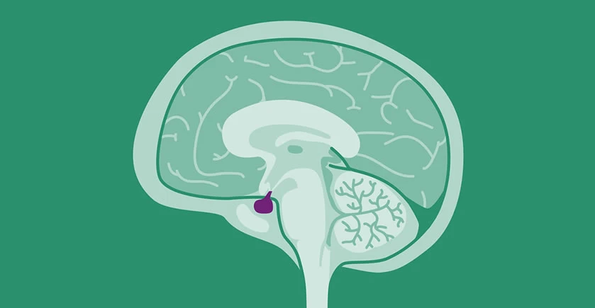 Prolaktin (prolactin) nedir? Kadınlarda prolaktin hormonu kaç olmalı?