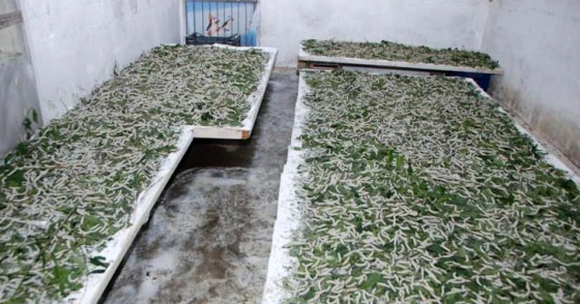 Kafasına koyduğunu yaptı, parayı kaptı!