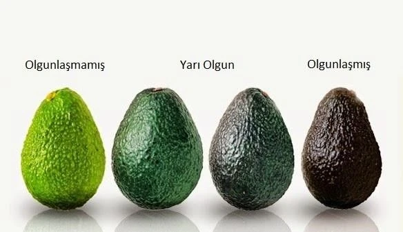 Avokado nasıl yenir? Avokado nasıl kesilir? Avokado faydaları ve Avokado nasıl tüketilir?