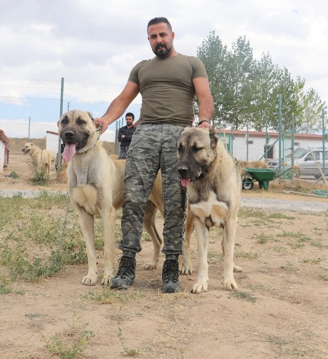 Terörle mücadelede Kangallar kullanılacak