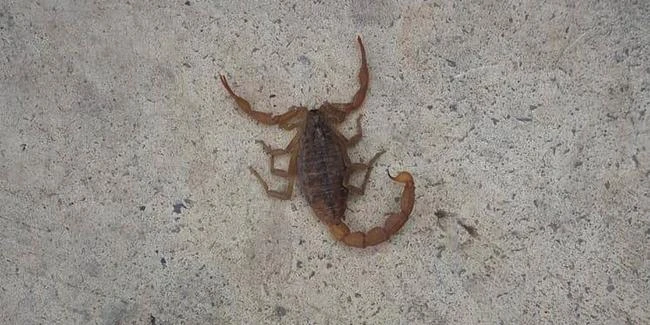 Dünyanın en zehirli akrebi türü Türkiye'de 10 ay sonra tekrar görüntülendi