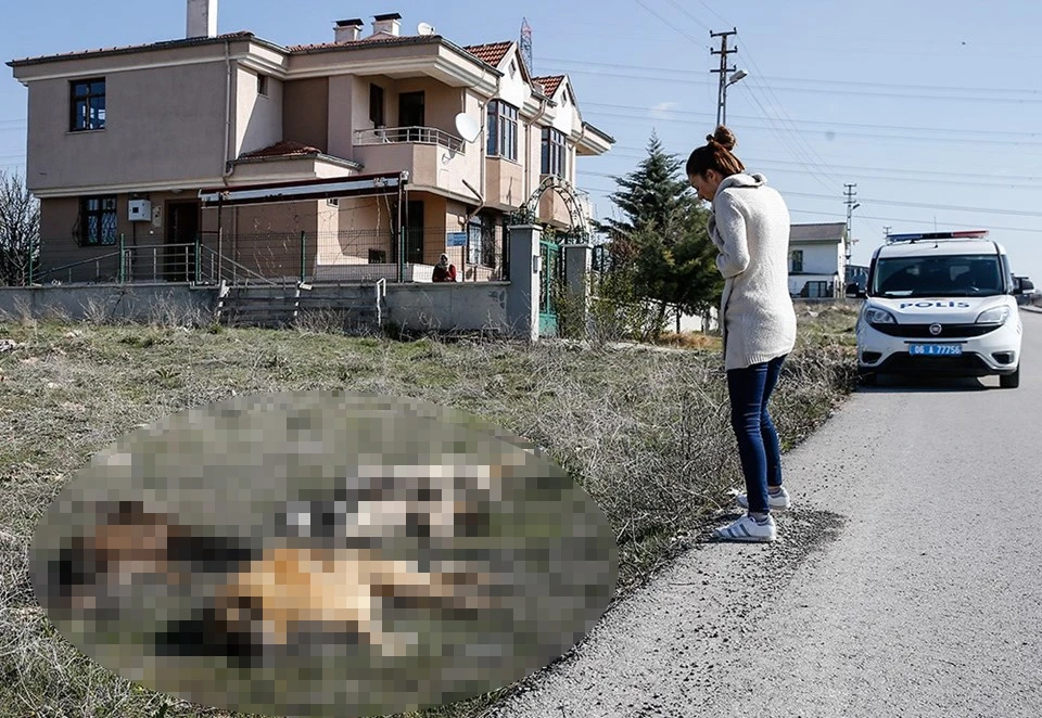 Ankara'da bir vahşet daha! Köpek ölüleri bulundu