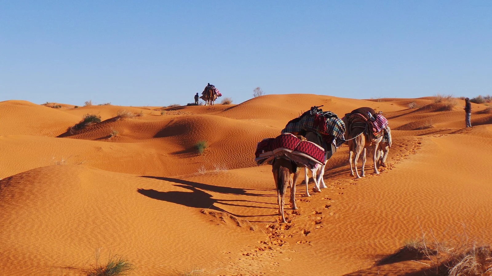 Bedevi Ne Demek? Bedevi Kime Denir? Bedevi'nin Anlamı Nedir?