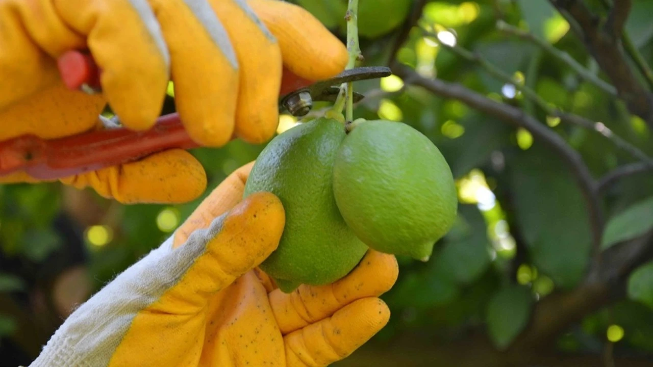 Üretici-market makası 3,5 kat açıldı: Kuru soğan zirveye oturdu