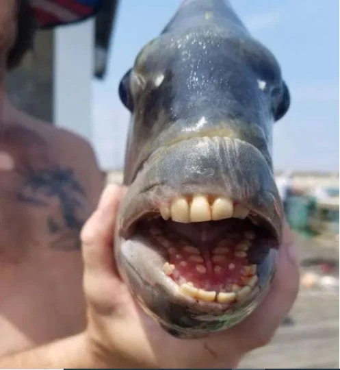 'İnsan dişli balık' görenleri şaşırttı