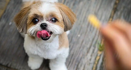 Dünyanın En Küçük Köpek Cinsleri