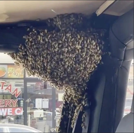 Bakkala gittiği esnada yüzlerce arı arabasını istila etti