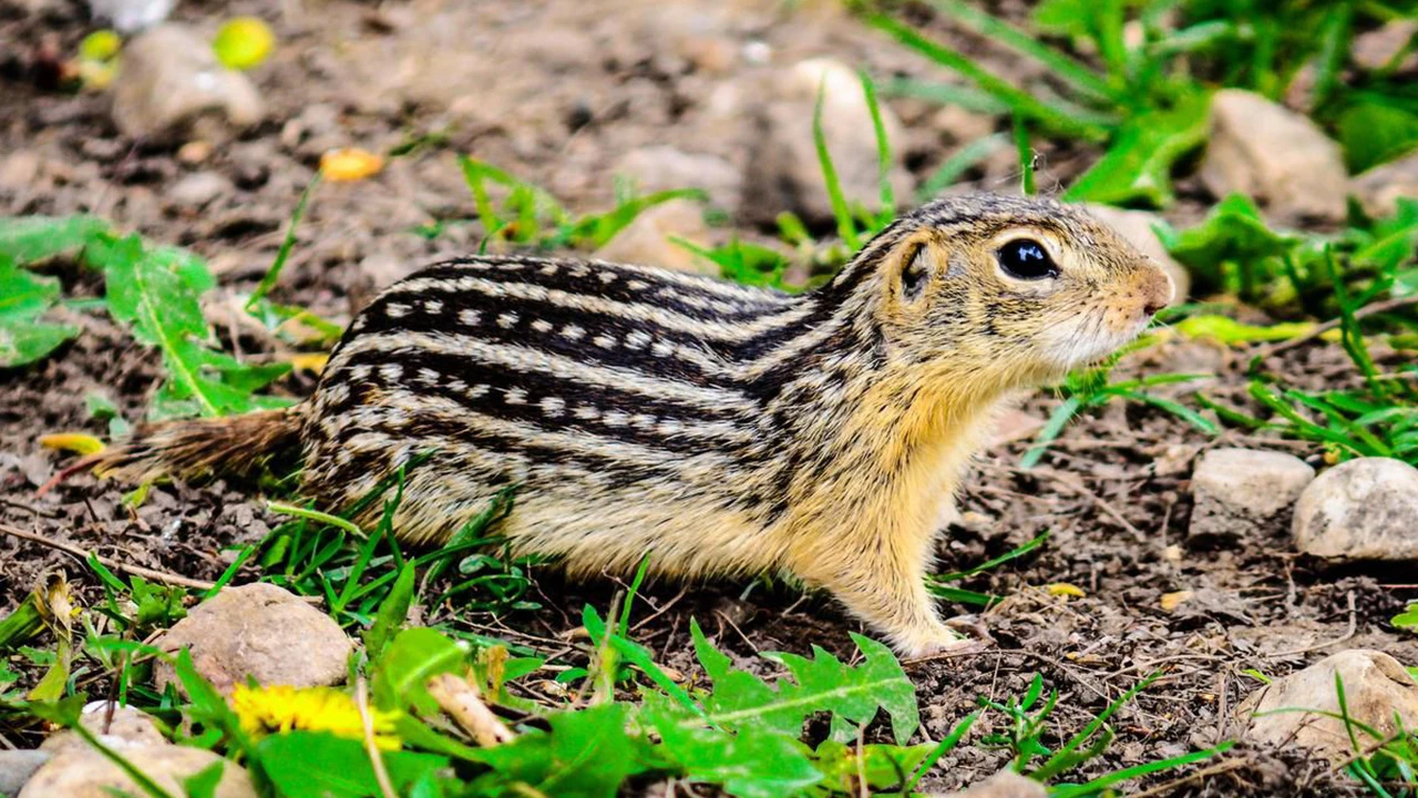 Uzay yolculukları için sincapların kış uykusunu örnek alacaklar