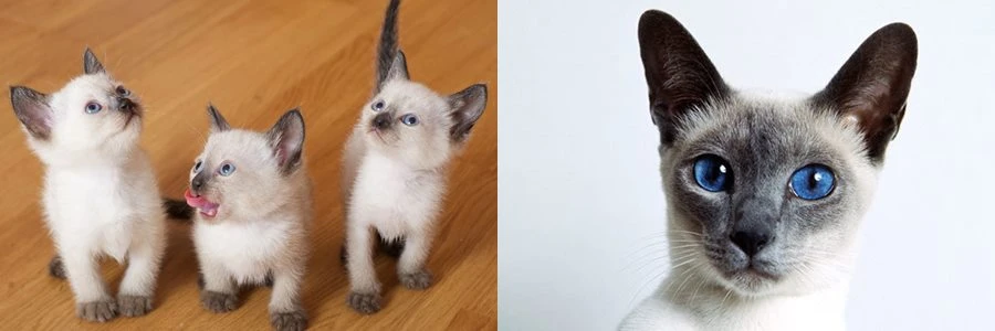 Siyam Kedileri ve Cinsi Hakkında Bilmeniz Gereken Herşey