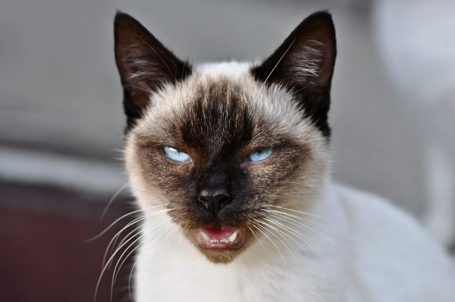 Siyam Kedileri ve Cinsi Hakkında Bilmeniz Gereken Herşey