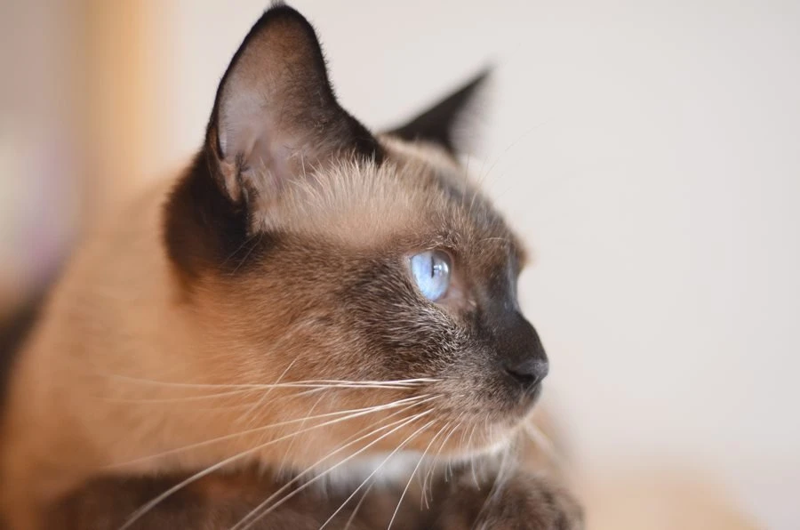 Siyam Kedileri ve Cinsi Hakkında Bilmeniz Gereken Herşey