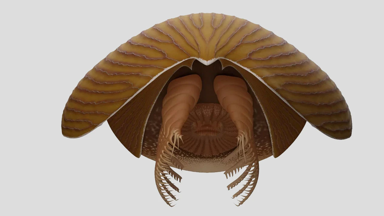 500 milyon yıl önce yaşayan canlının fosili kıyıya vurdu