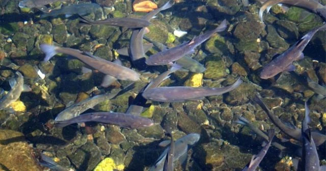 Çankırılıların cevap aradığı soru: 'Asker balıklar' Afrin'e mi gitti?