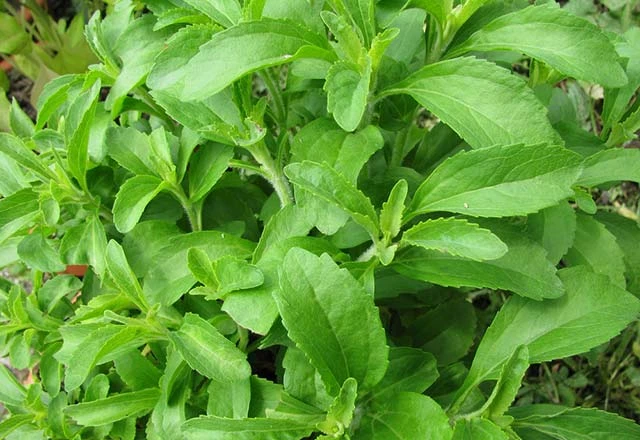 ŞEKER OTU Stevia bitkisi nedir faydaları nelerdir? Stevia bitkisi sağlıklı mı nerde üretiliyor?