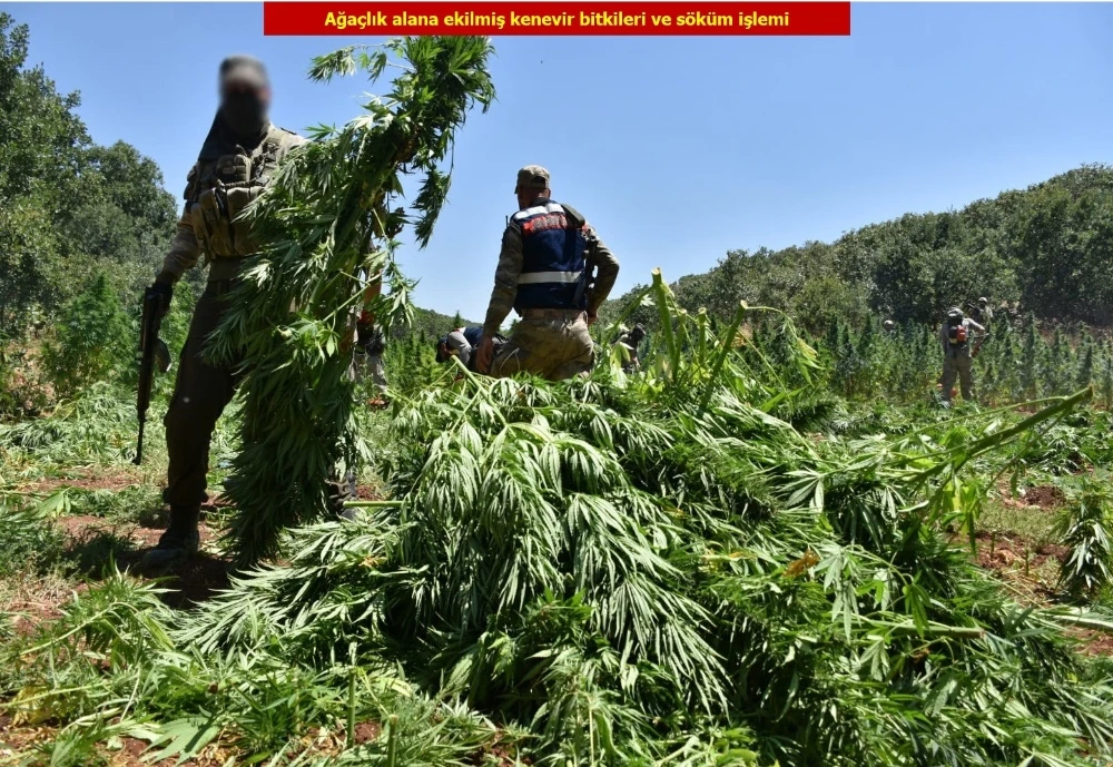 Terör örgütü PKK’nın finans kaynağına darbe: 6 milyon kök kenevir ele geçirildi
