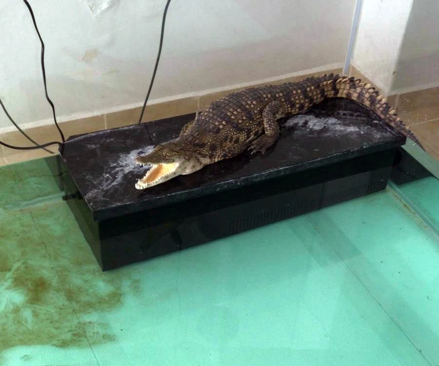 İstanbul’da kaçak timsah ve yılan operasyonu