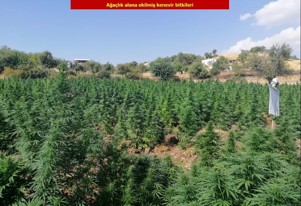 Terör örgütü PKK’nın finans kaynağına darbe: 6 milyon kök kenevir ele geçirildi