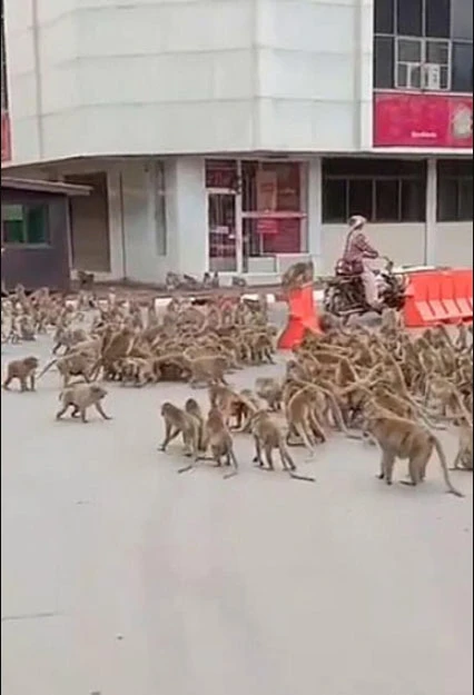 Tayland'ı maymunlar bastı birbirleriyle savaşmaya başladılar