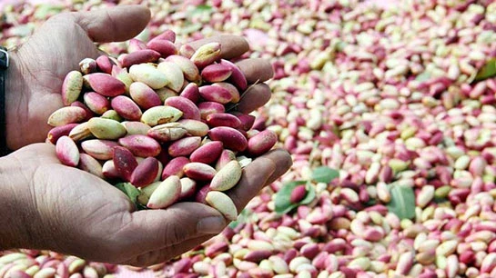 Antep Fıstığının Faydaları ve Zararları