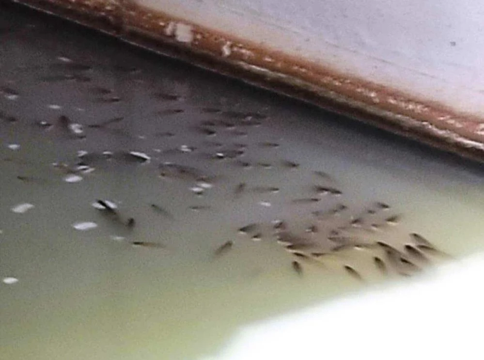 Tekirdağ'da tedirgin eden balık ölümleri