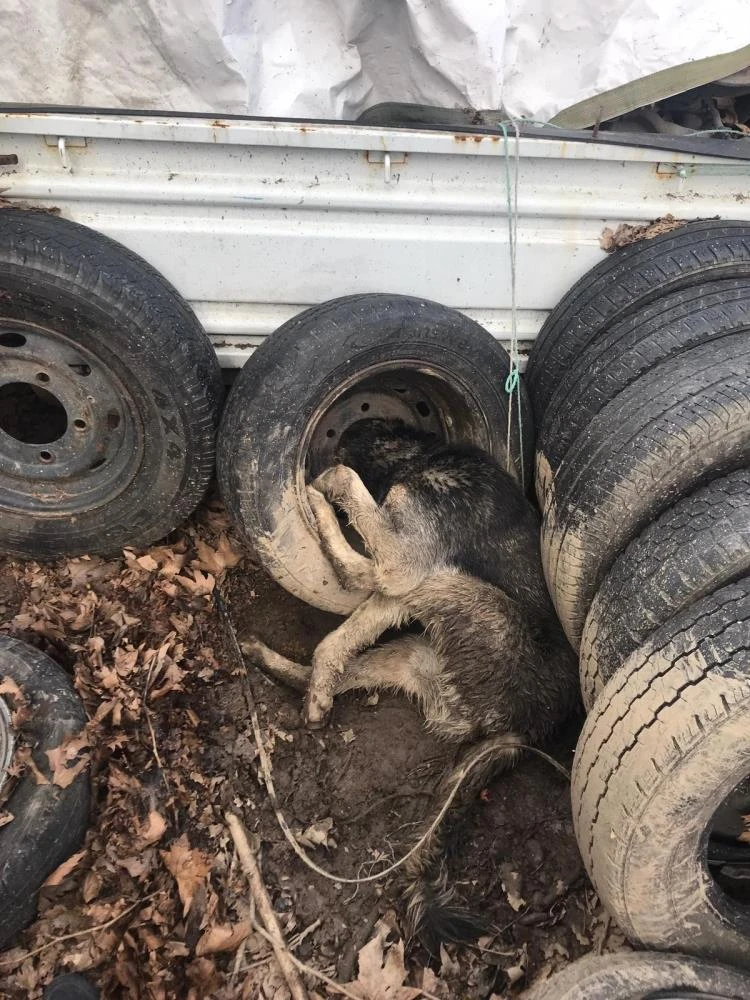 Merakı yüzünden tekere kafasını sıkıştırdı
