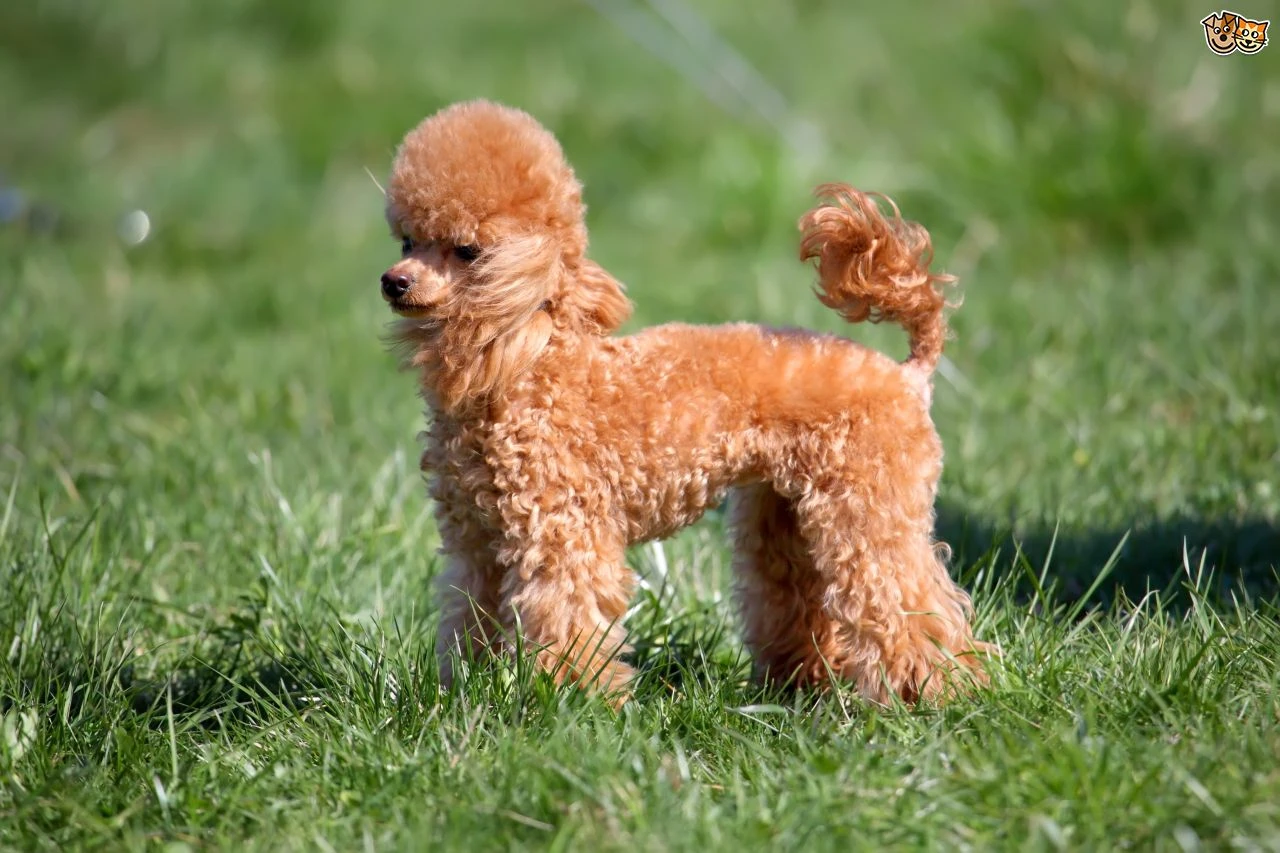 Toy Poodle