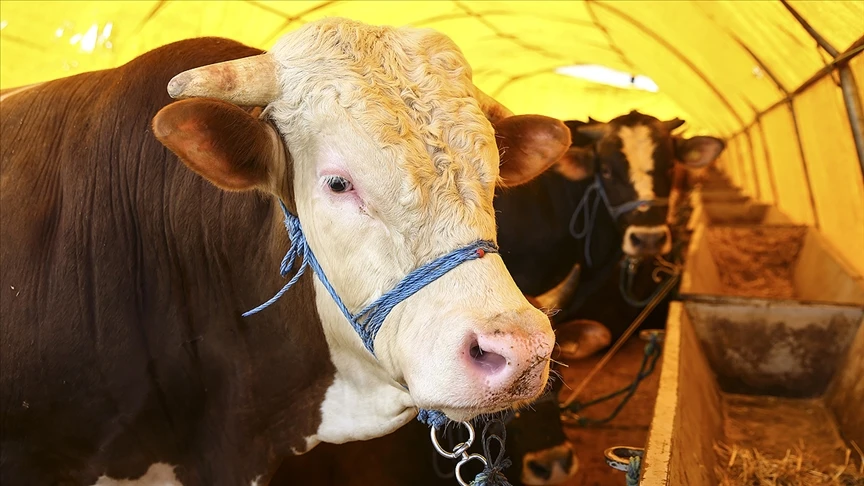 Bakan Pakdemirli müjdeyi verdi: Kurbanlıklar elde kalmayacak
