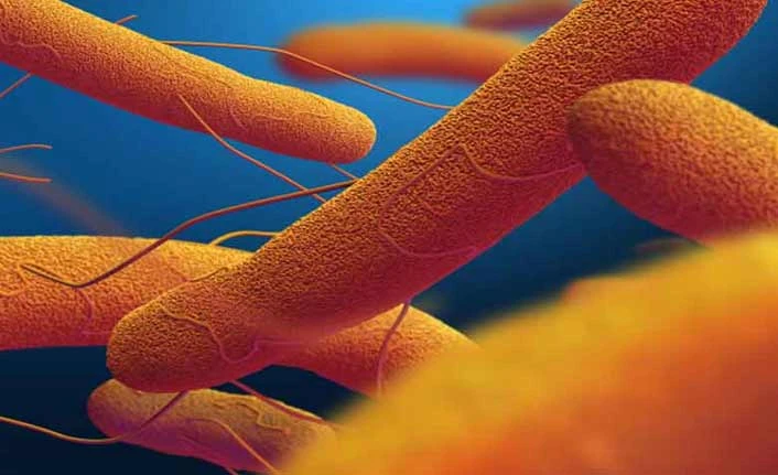 Tifo Hastalığı (Kara Humma) Nedir?