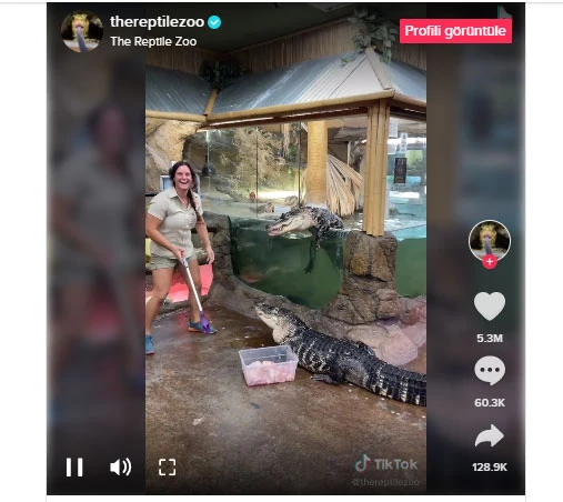 TikTok'ta viral: Hayvanat bahçesinden kaçan timsah