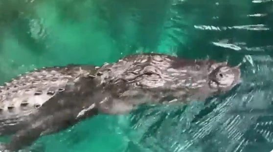 Timsah dehşetinden kürekle böyle kurtulmaya çalıştı