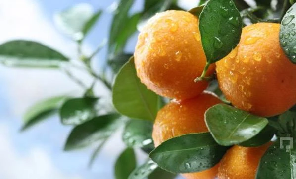 Türkiye Rusya arasında kriz! Girişe izin vermediler