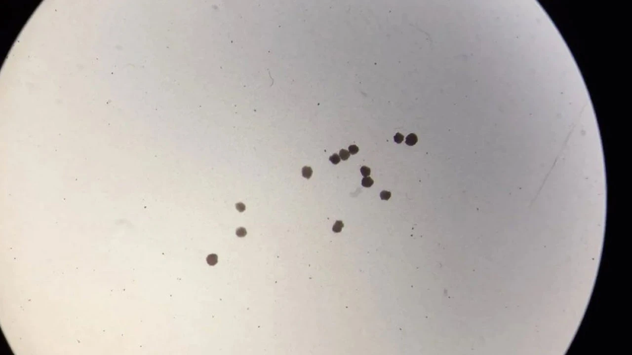 Kansere ve yaşlanmaya çare olacak buluş: Kendi kendine üreyen robot üretildi