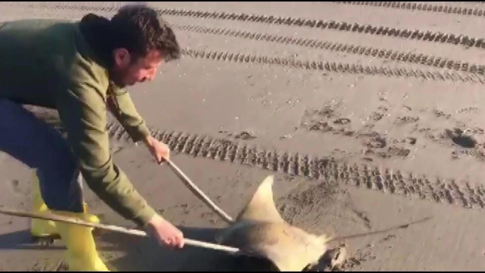 Adana'da sahile vuran vatoz kurtarıldı