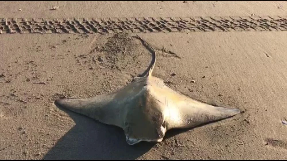 Adana'da sahile vuran vatoz kurtarıldı