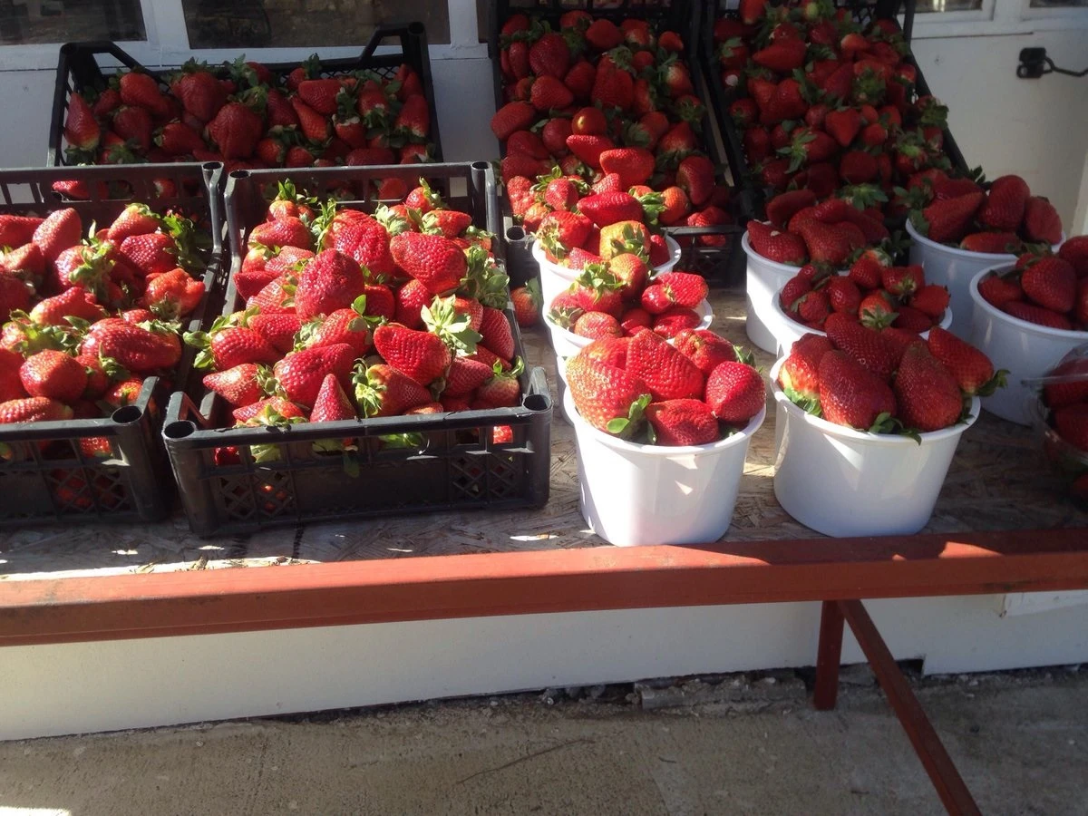 Türkiye'de yetiştiriliyor! 3 ülkeden talep yağıyor