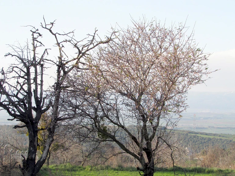 Balıkesir'de mevsimi şaşırtan badem çiçekleri: Vatandaşlar ilgi gösteriyor
