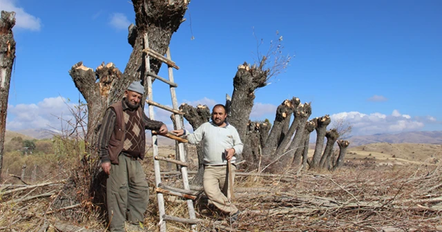 Dalsız yapraksız orman dikkat çekiyor