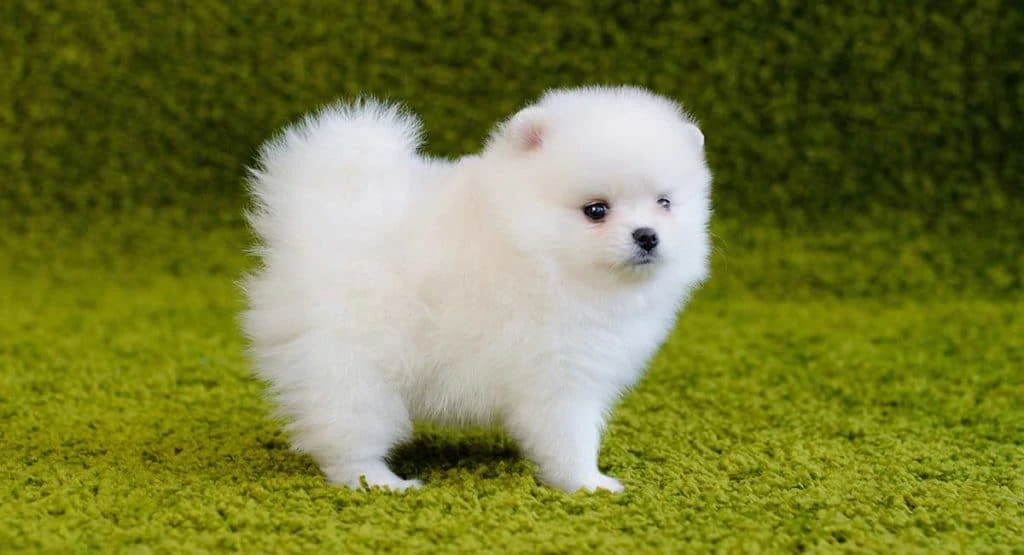 Dünyanın En Küçük Köpek Cinsleri