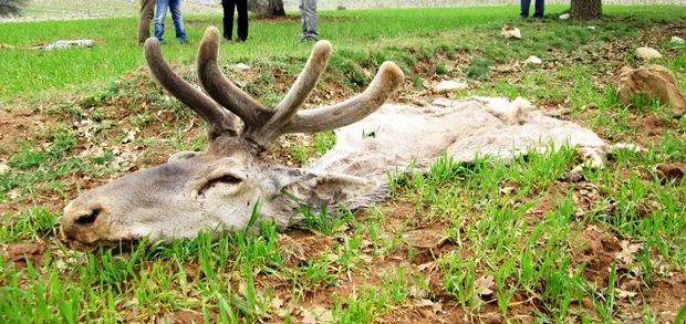 Özenle korunuyorlardı, bakın ne halde bulundular